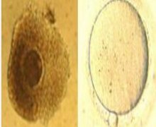 δ�������������������켼��